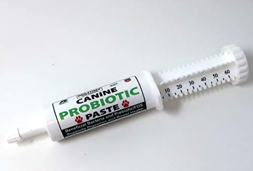 Dogzymes Canine Probiotic Paste Review: Our Verdict (2024)