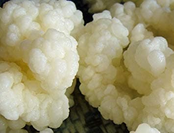 Avis Grains de Kéfir de Lait : Mon Test Complet des Grains Vivants
