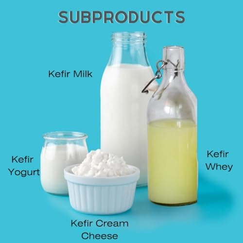 1 (Tsp) Live Milk Kefir Grains, Kefir Starter Culture. Start your Home Kefir Production, Elevate Your Homemade Fermentation Experience with Fresh Live Active Probiotic Starter Cultures. Pajaritos Bulgaros de Leche, Make Fresh Kefir Drink at Home - Fast Growth Kefir Grains for supports Gut Health, Do it Yourself kefir, Natural Kefir Starter
