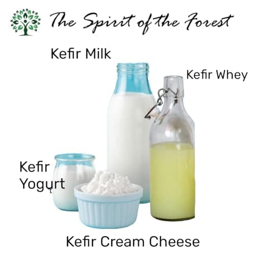 Milk Kefir Live Grains - Live Active Starter Cultures Scoby For Homemade Probiotic Drink For Almond, Coconut Kefir Or Whole Milk - Bulgaros De Leche - The Spirit Of The Forest