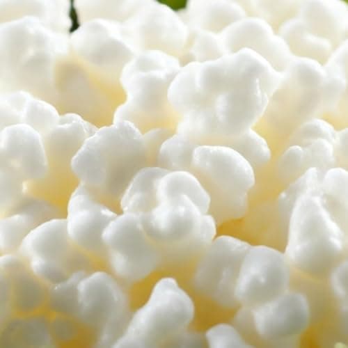 Graines de Kéfir de Lait Spartan – Avis Complet et Test