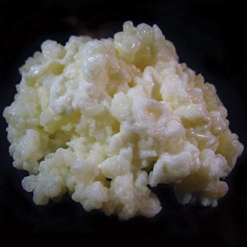 Fusion Teas Milch Kefir Grains Test 2025 – Lohnt sich der Kauf?