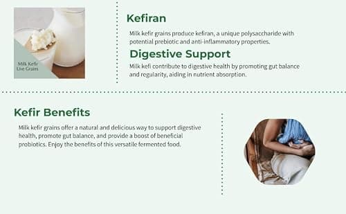 Original Live Milk Kefir Grains Starter Kit for Almond, Whole or Coconut Milk with Active Probiotic Cultures, Jar, Fermentation Lid, Spoon, Thermometer & Strainer by The Spirit Of The Forest