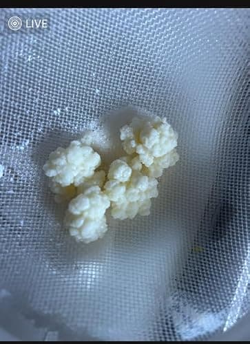 POSEYMOM Milk Kefir Grains | DIY Fermented Priobiotic Health Drink Starter Culture | 1 Heaping Tablespoon Fresh, Live Grains | Full & Easy Online Instructions | Makes 8-12oz Beverage every 24 hrs