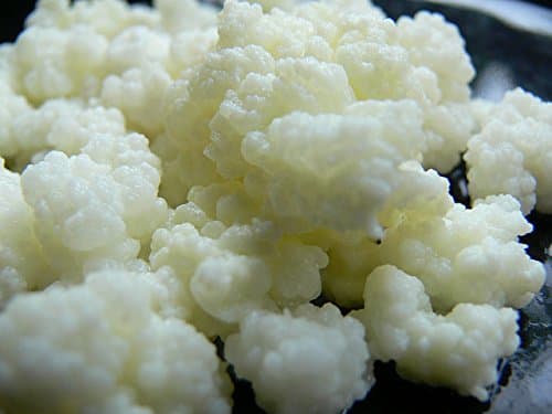 Active Milk Kefir Grains Test 2025 – Echte Erfahrungen & Bewertung