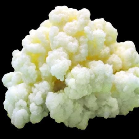 Milk Kefir Grains, Live Fresh, Kefir Cultures, 50 Billion Active Probiotics, for Friendly DIY Homemade Ferment, Guide Included - The Spirit Of The Forest